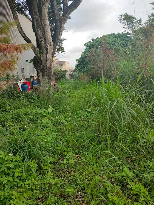 礁溪除草-吳先生除草工程