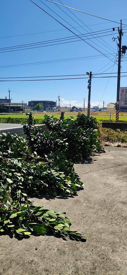 宜蘭市樹木修繕